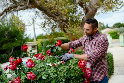 Professional pruning near a Richmond residential property