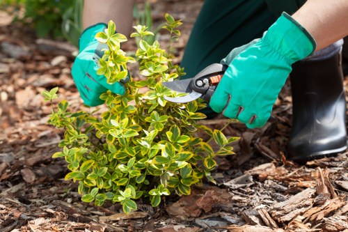Free tree surgery quote review for a Richmond property