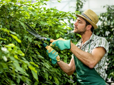 Tree surgeons carrying out careful tree maintenance in Richmond