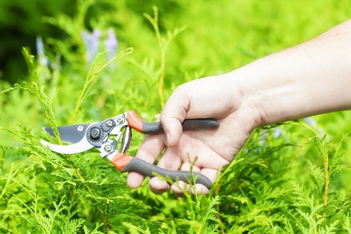 Professional Richmond tree surgeons assessing tree health and structure